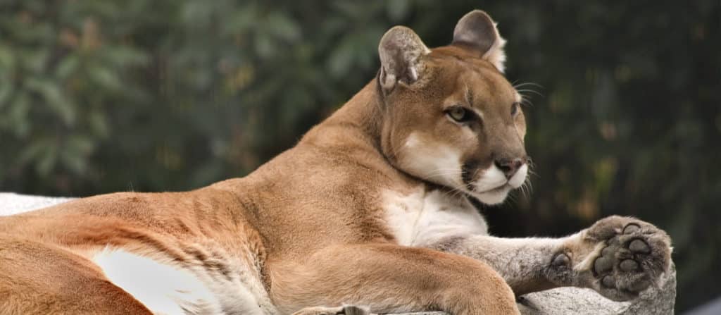 calm mountain lion is like a confident man