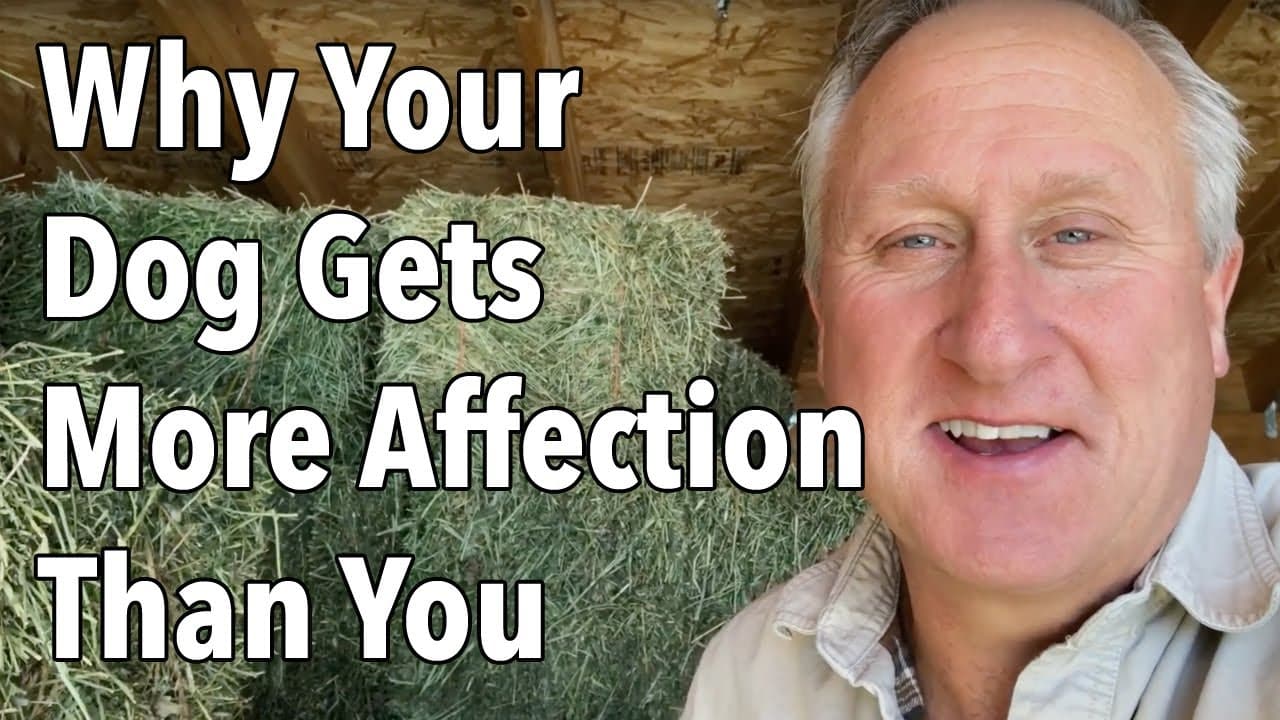 Why Your Dog Gets More Affection Than You